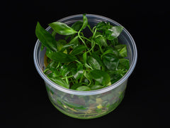Anubias congensis