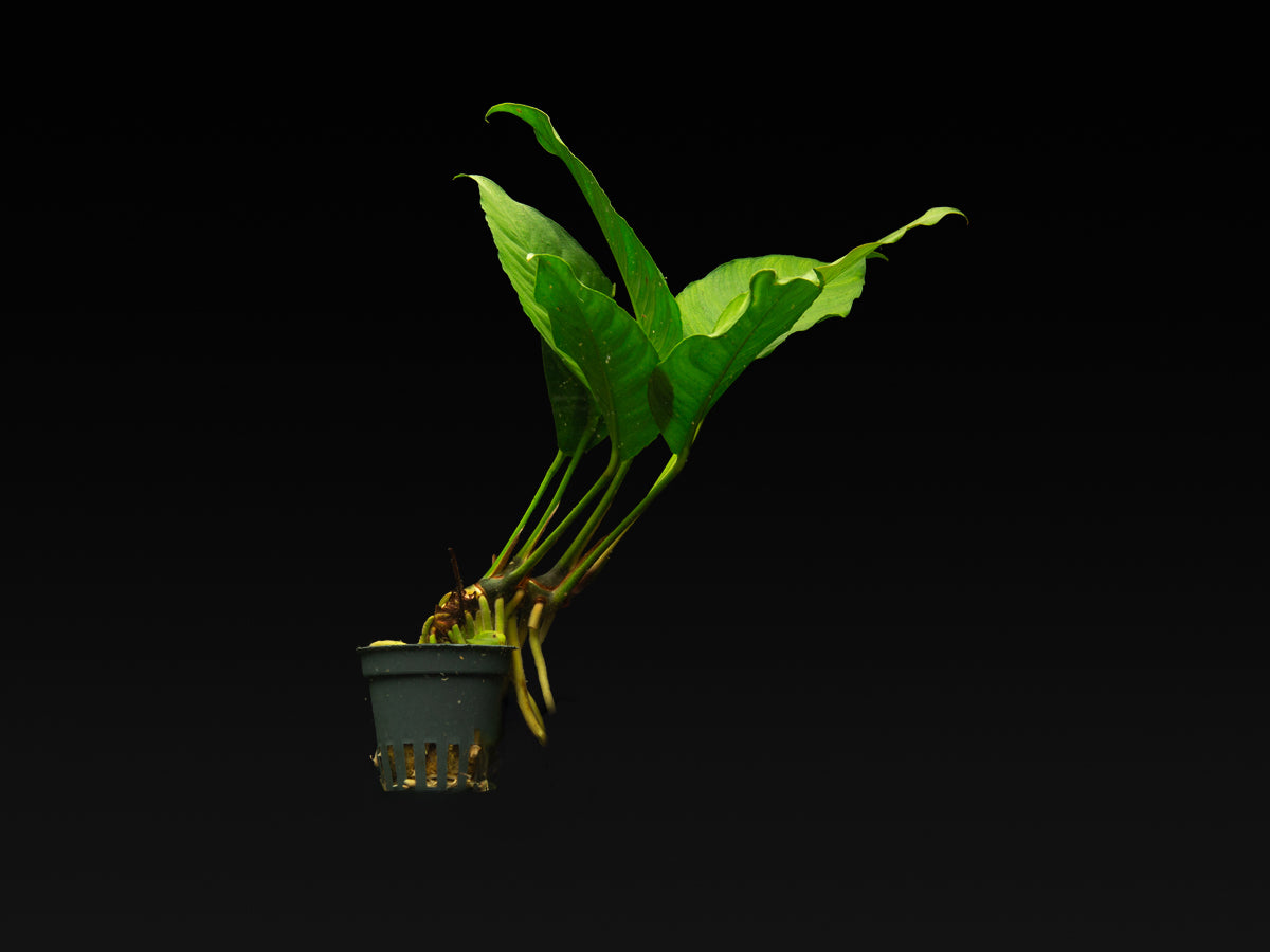 Anubias heterophylla