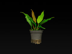 Anubias barteri var. glabra 'minima'