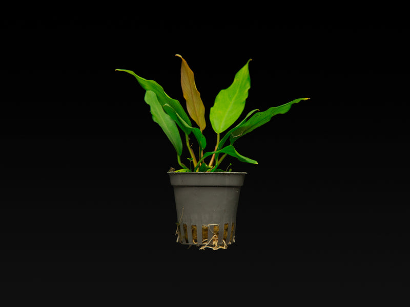 Anubias barteri var. glabra 'minima'