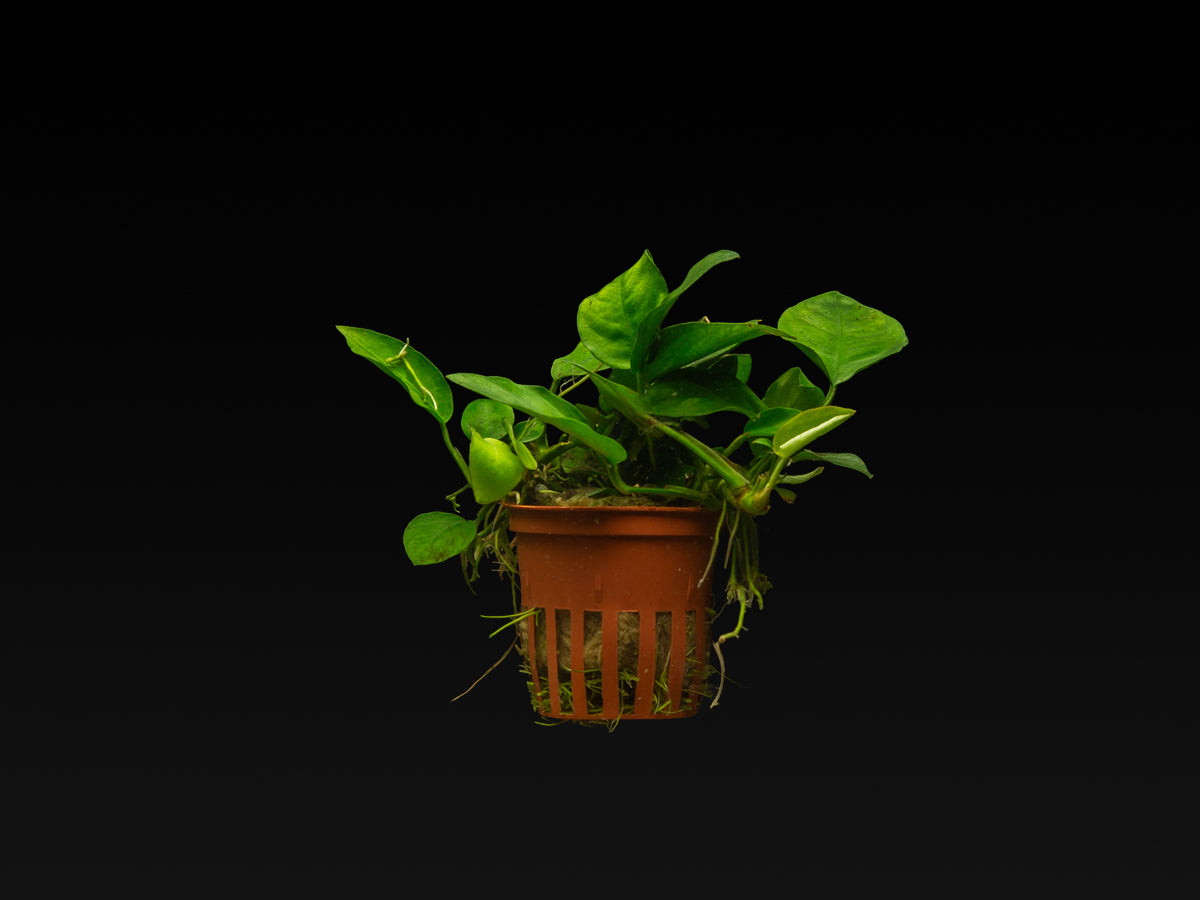 Anubias barteri var. Nana