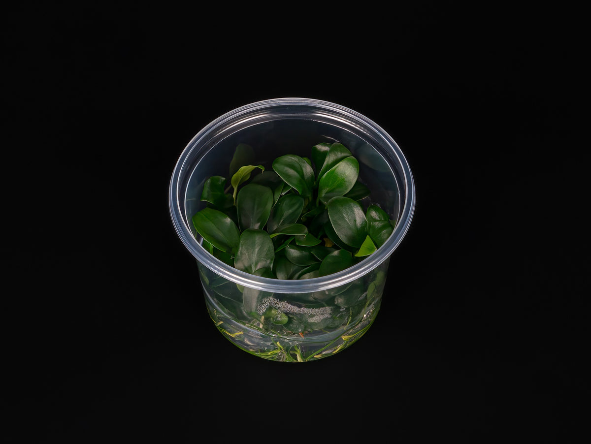 Anubias barteri var. nana 'Bonsai'