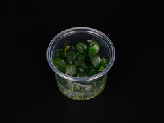 Anubias barteri var. nana 'Bonsai'
