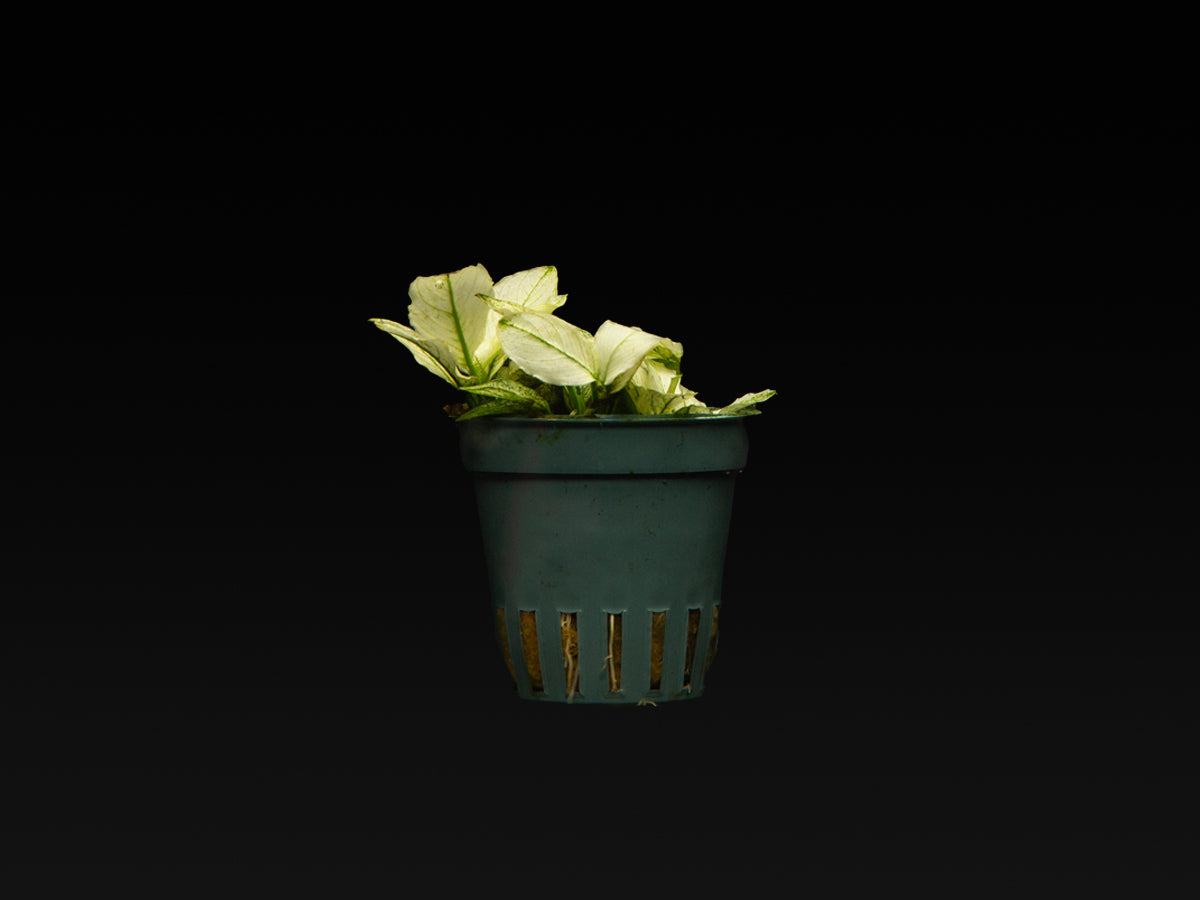 Anubias barteri var. nana 'Pinto'