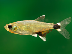 Augenflecksalmler