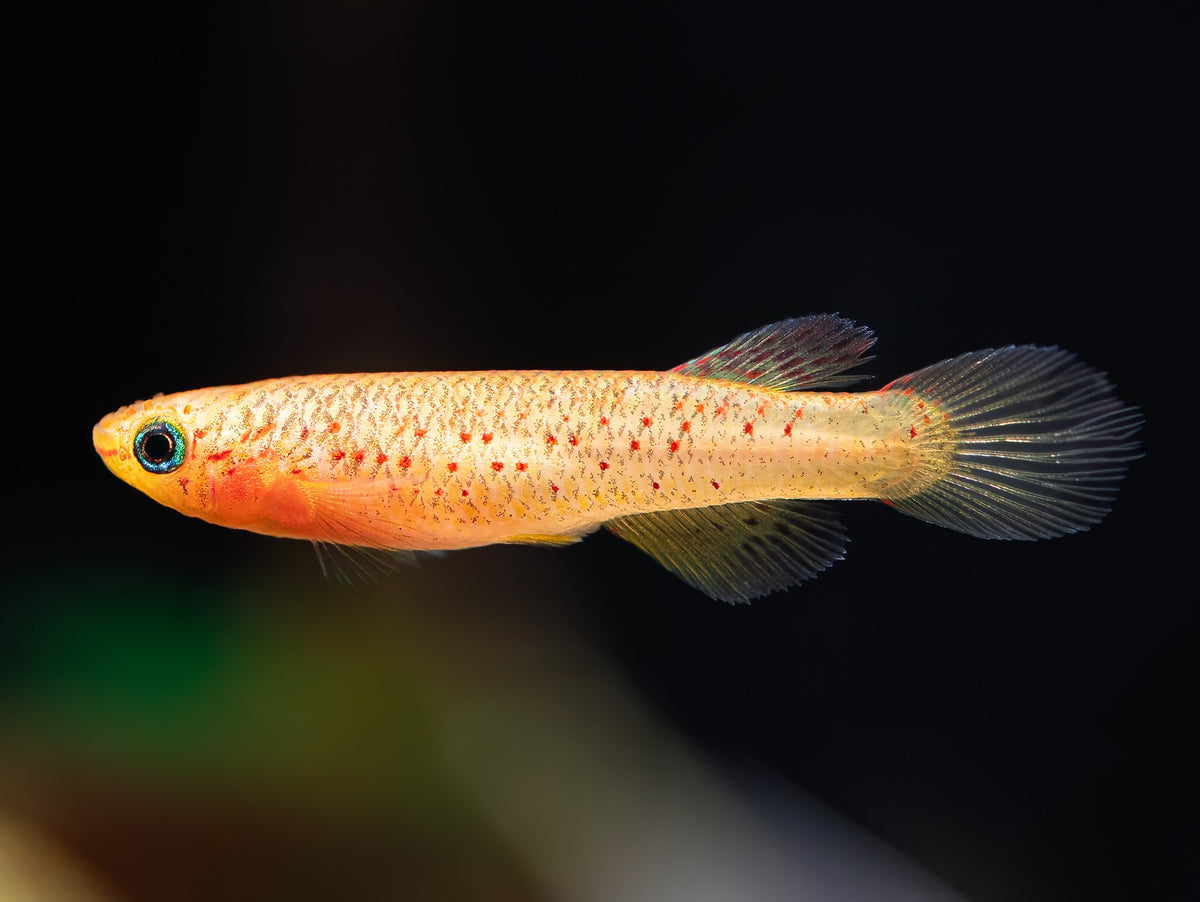 Goldener Prachtkärpfling