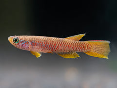Aphyosemion cf. cognatum Nioki