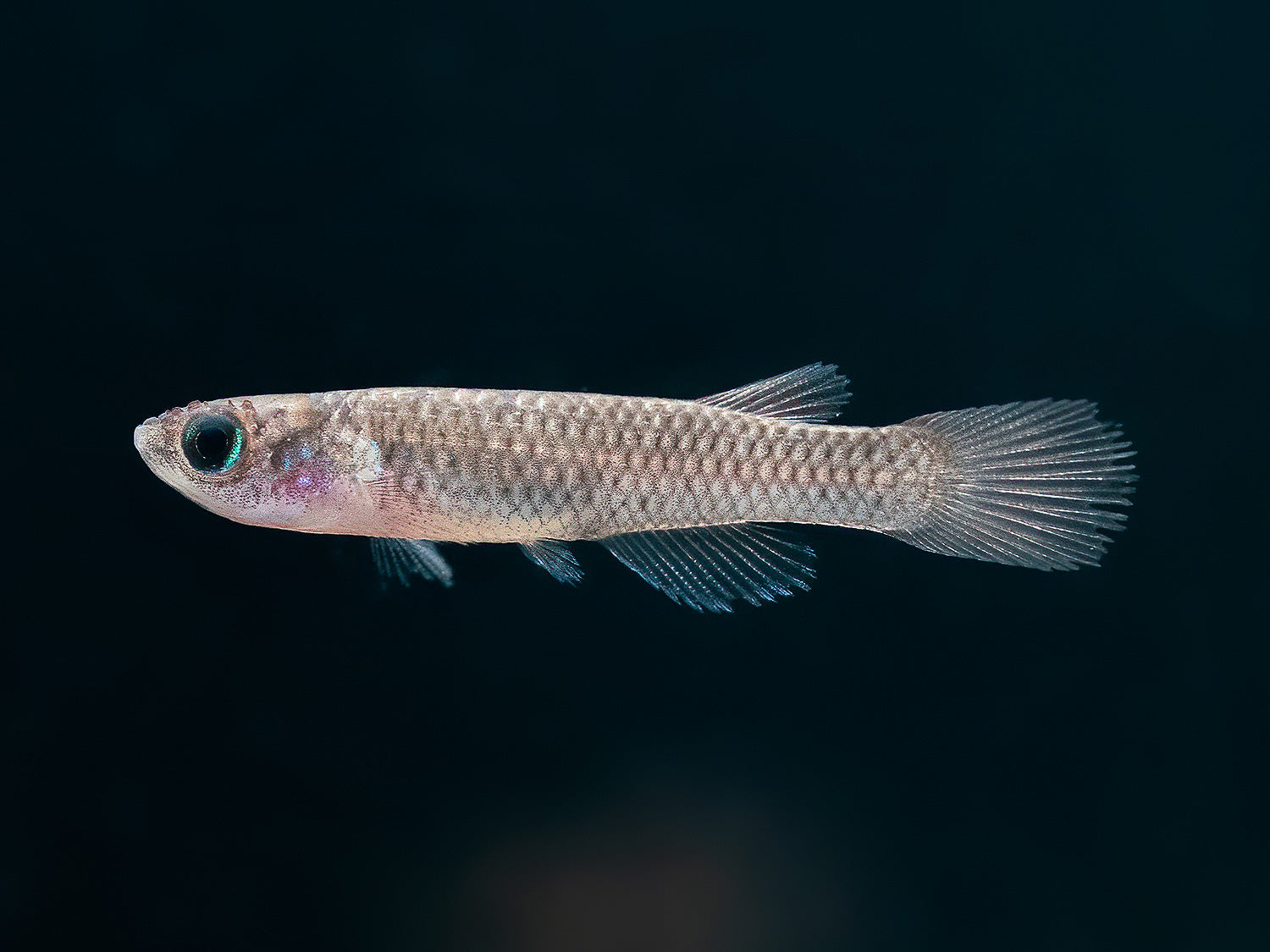 Aphyosemion cf. cognatum Nioki