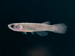Aphyosemion cf. cognatum Nioki