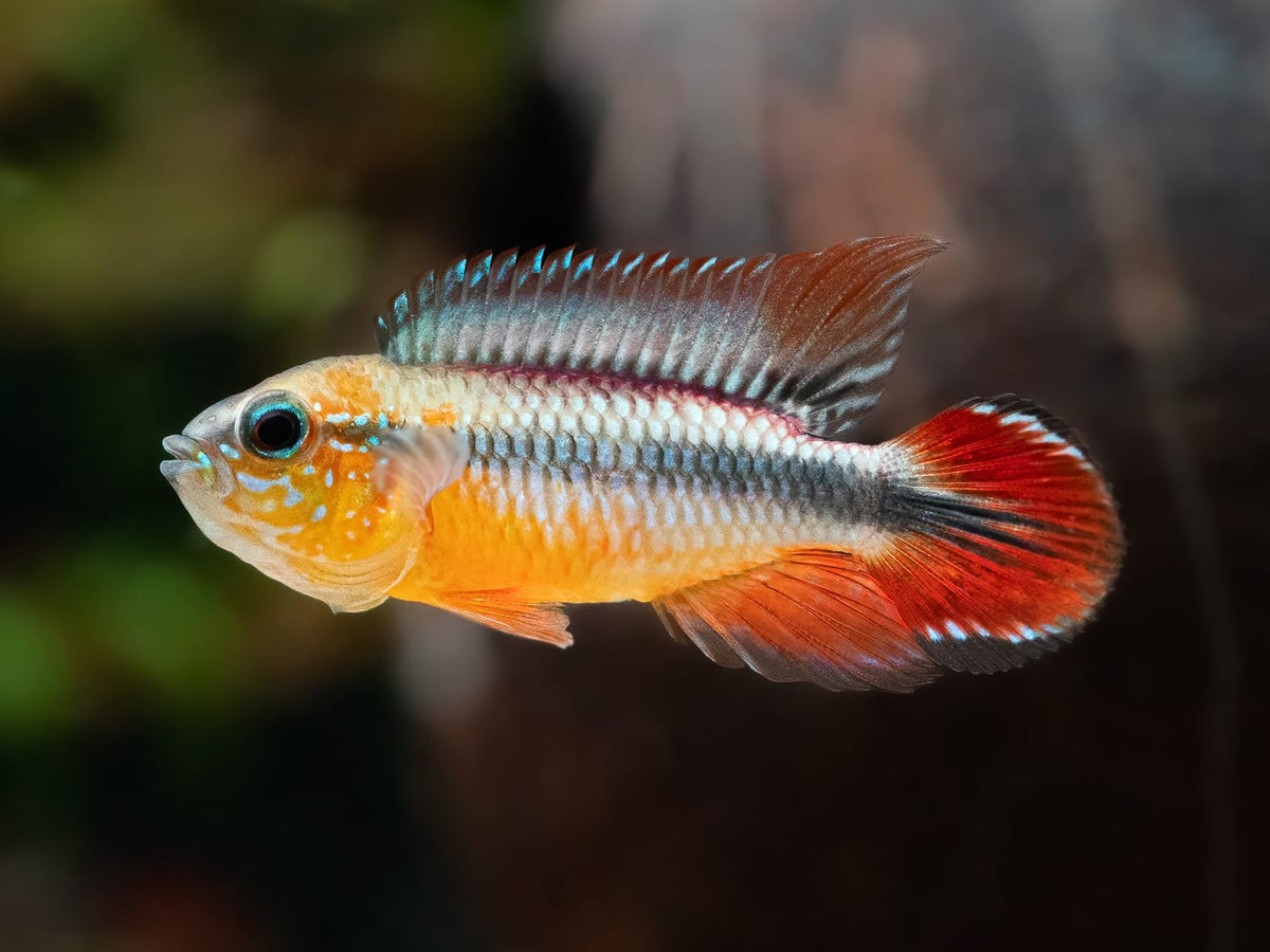 Agassiz’ Zwergbuntbarsch 'Super Red'