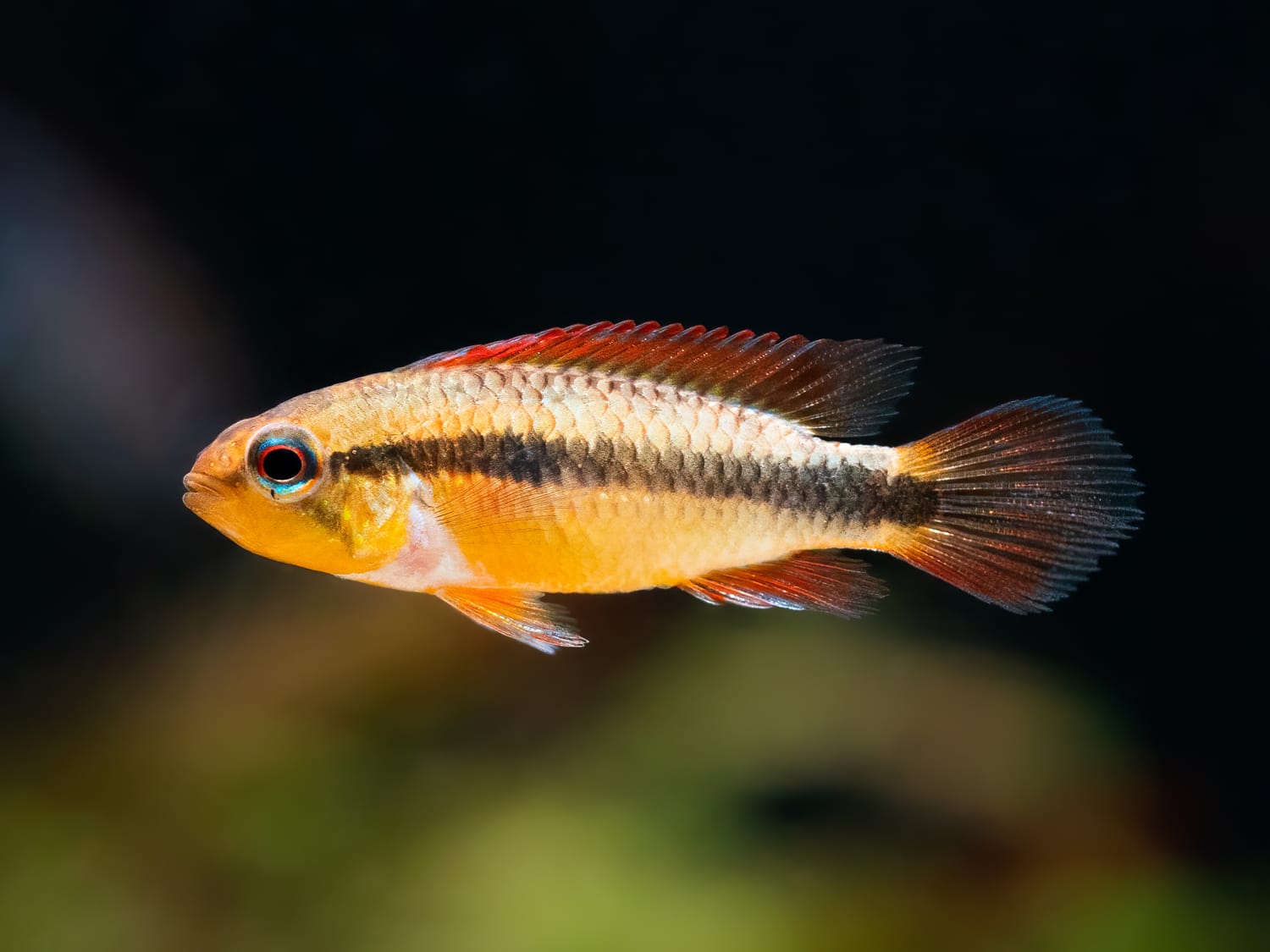 Agassiz’ Zwergbuntbarsch 'Super Red'
