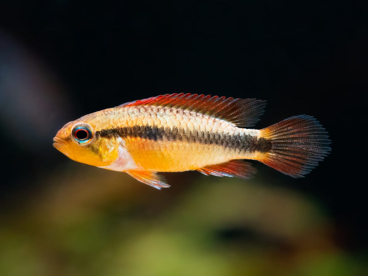 Agassiz’ Zwergbuntbarsch 'Super Red'