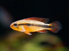Agassiz’ Zwergbuntbarsch 'Super Red'