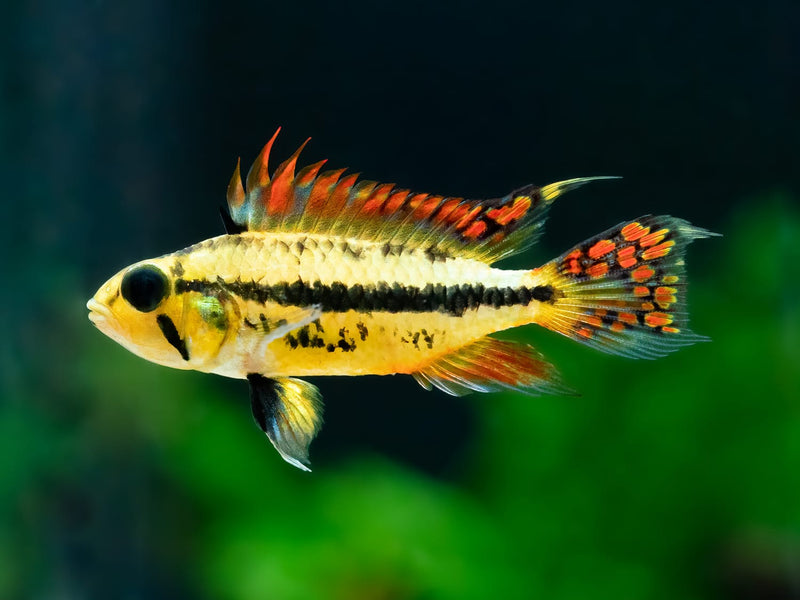 Kakadu Zwergbuntbarsch 'Double red'