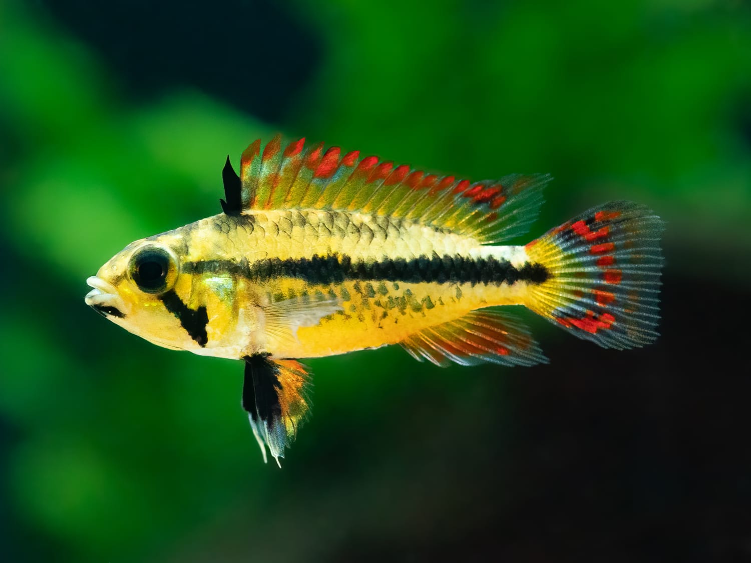 Kakadu Zwergbuntbarsch 'Double red'