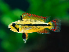Kakadu Zwergbuntbarsch 'Double red'