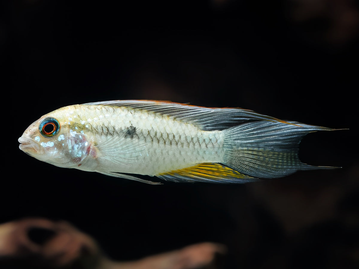 Apistogramma megaptera