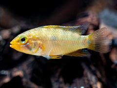 Apistogramma sp. 'Rio Cenepa II'