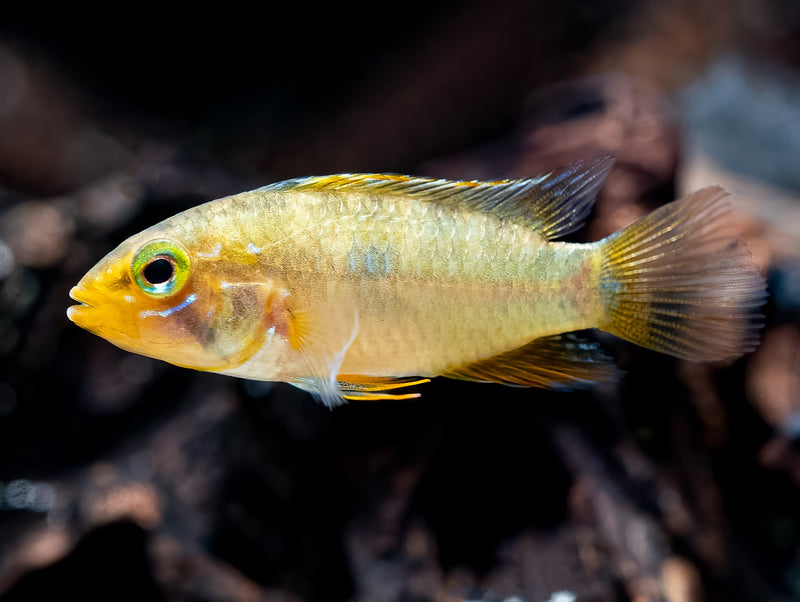 Apistogramma sp. 'Rio Cenepa II'