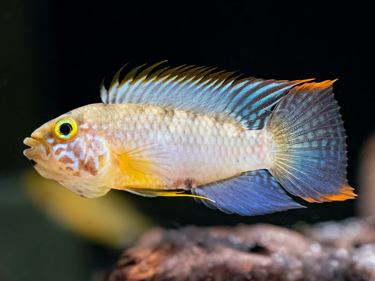Apistogramma sp. 'Rio Cenepa II'