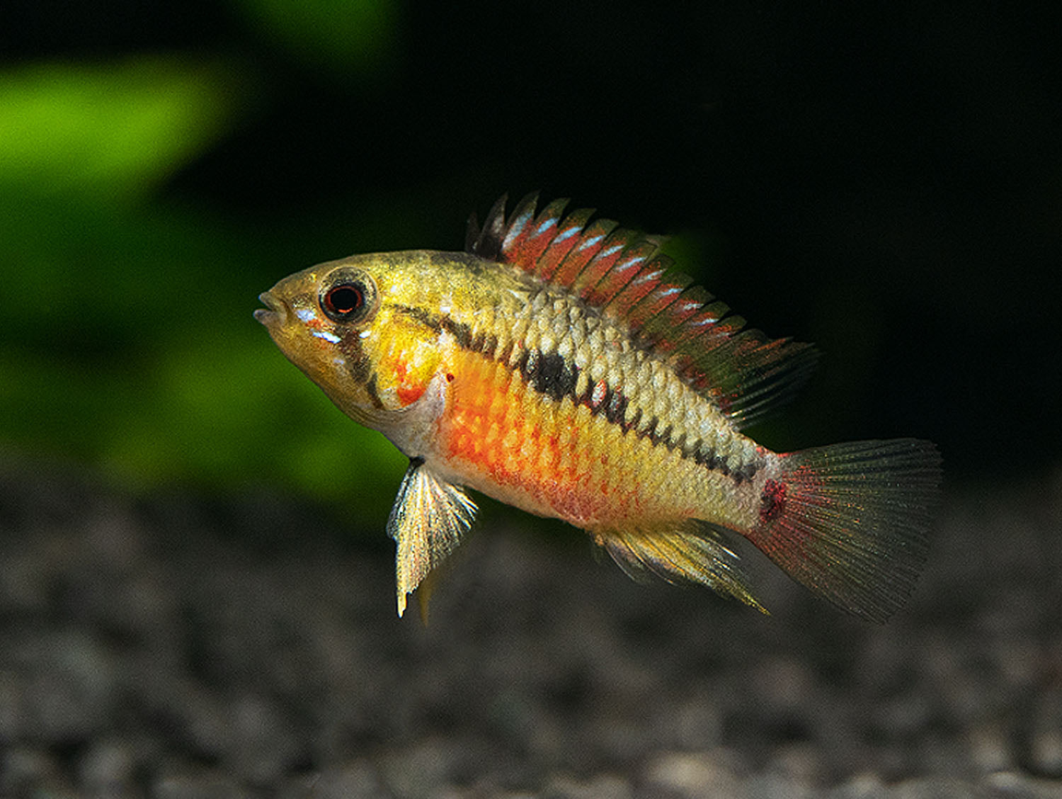 Rotstrich-Apistogramma