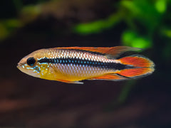 Agassiz’ Zwergbuntbarsch 'Super Red'