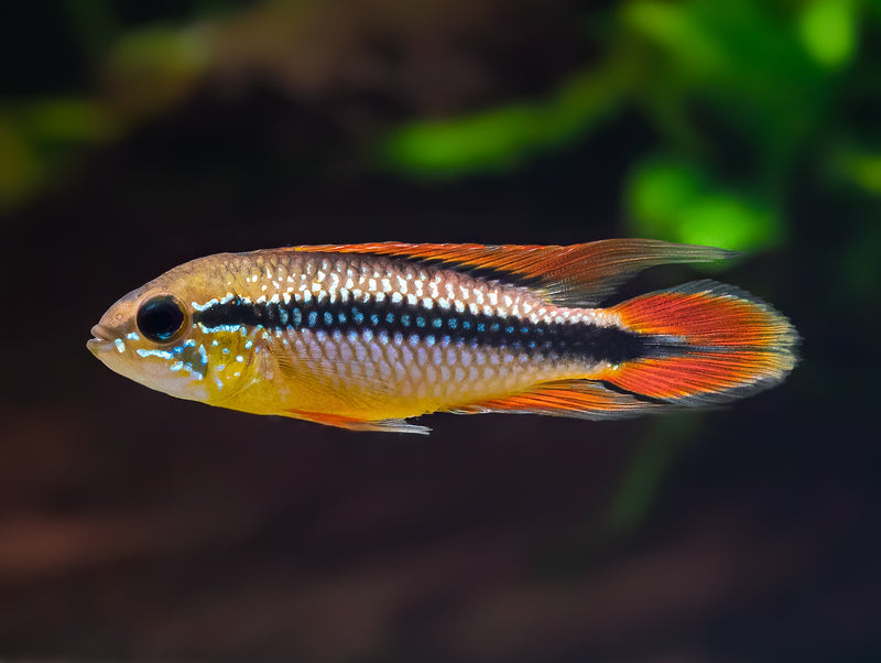 Agassiz’ Zwergbuntbarsch 'Super Red'