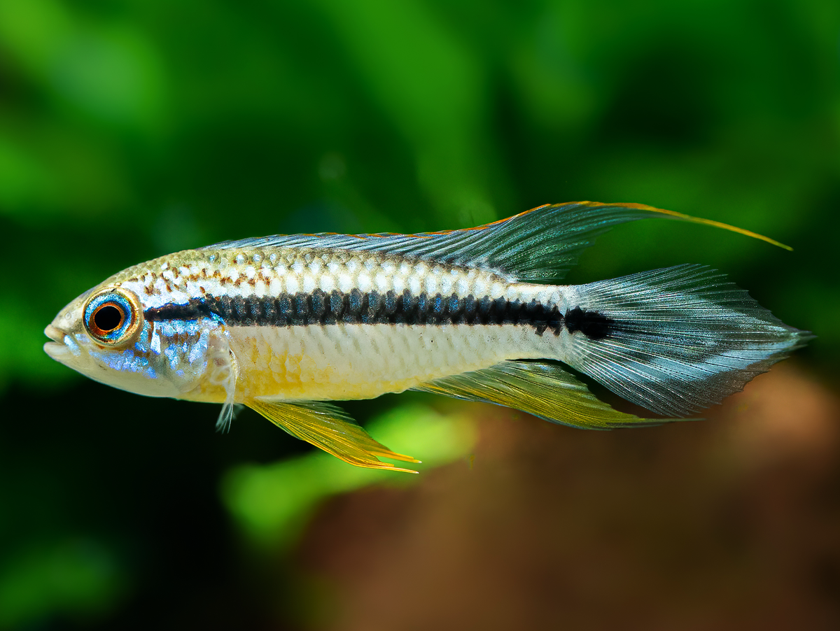 Agassiz' Zwergbuntbarsch 'Tefe II'