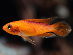 Agassiz’ Zwergbuntbarsch 'fire red'