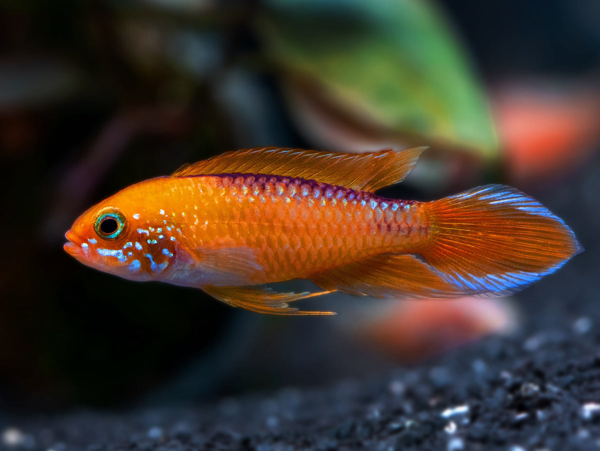 Agassiz’ Zwergbuntbarsch 'fire red'