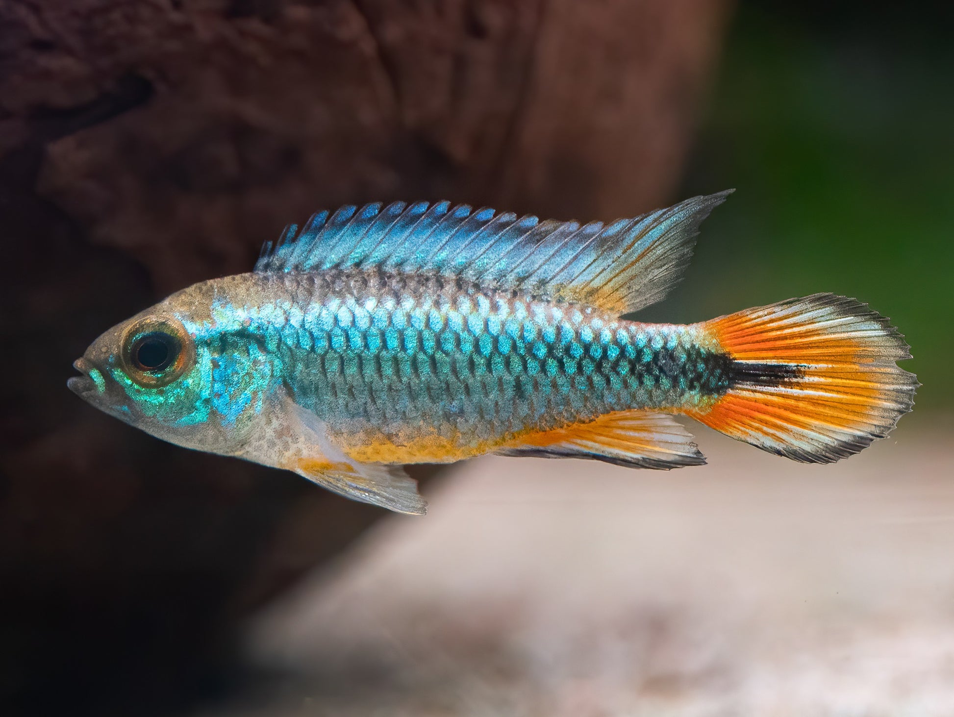 Agassiz' Zwergbuntbarsch 'Alemare red tail'