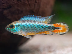 Agassiz' Zwergbuntbarsch 'Alemare red tail'