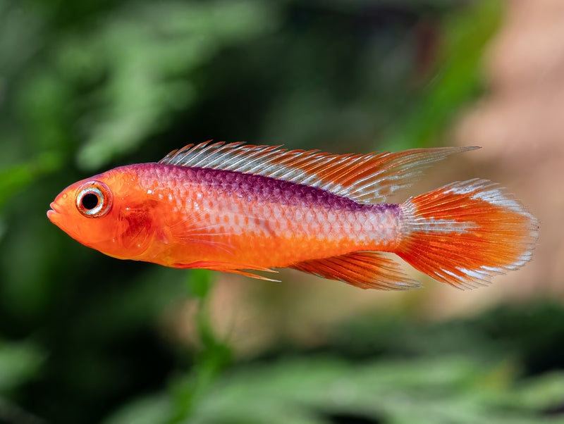 Agassiz’ Zwergbuntbarsch 'fire red'