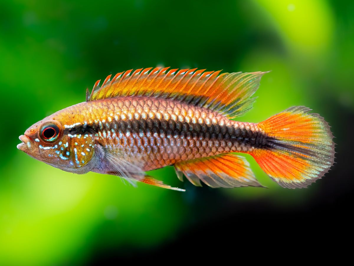 Agassiz’ Zwergbuntbarsch 'Super Red'