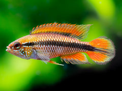 Agassiz’ Zwergbuntbarsch 'Super Red'