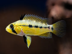 Apistogramma spec. 'Alto Tapiche'