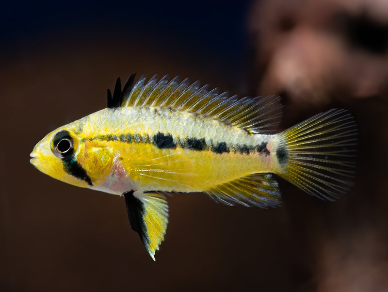 Apistogramma spec. 'Alto Tapiche'