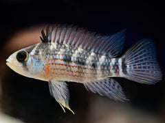 Apistogramma spec. 'Alto Tapiche'