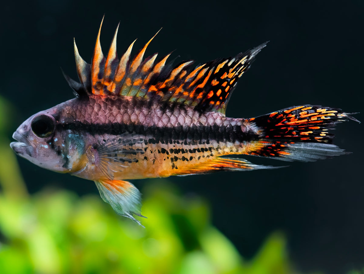 Kakadu Zwergbuntbarsch 'Double red'