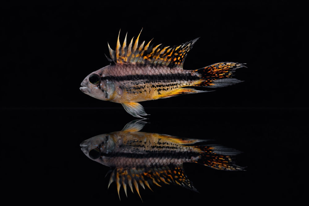 Kakadu Zwergbuntbarsch 'Double red'