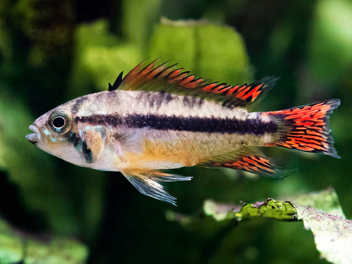 Kakadu Zwergbuntbarsch 'Double red'