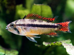 Kakadu Zwergbuntbarsch 'Double red'