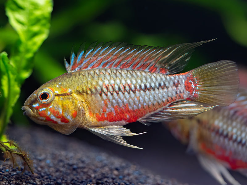 Rotstrich-Apistogramma