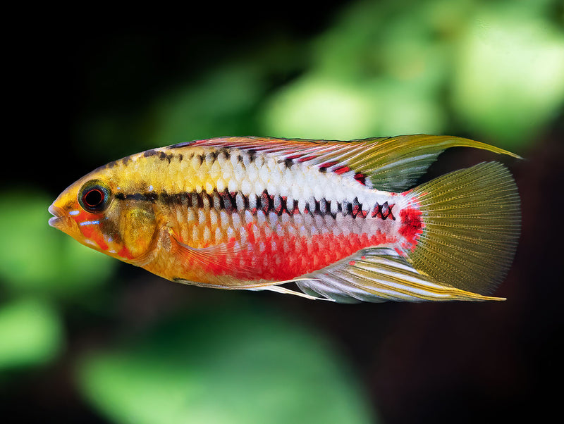 Rotstrich-Apistogramma