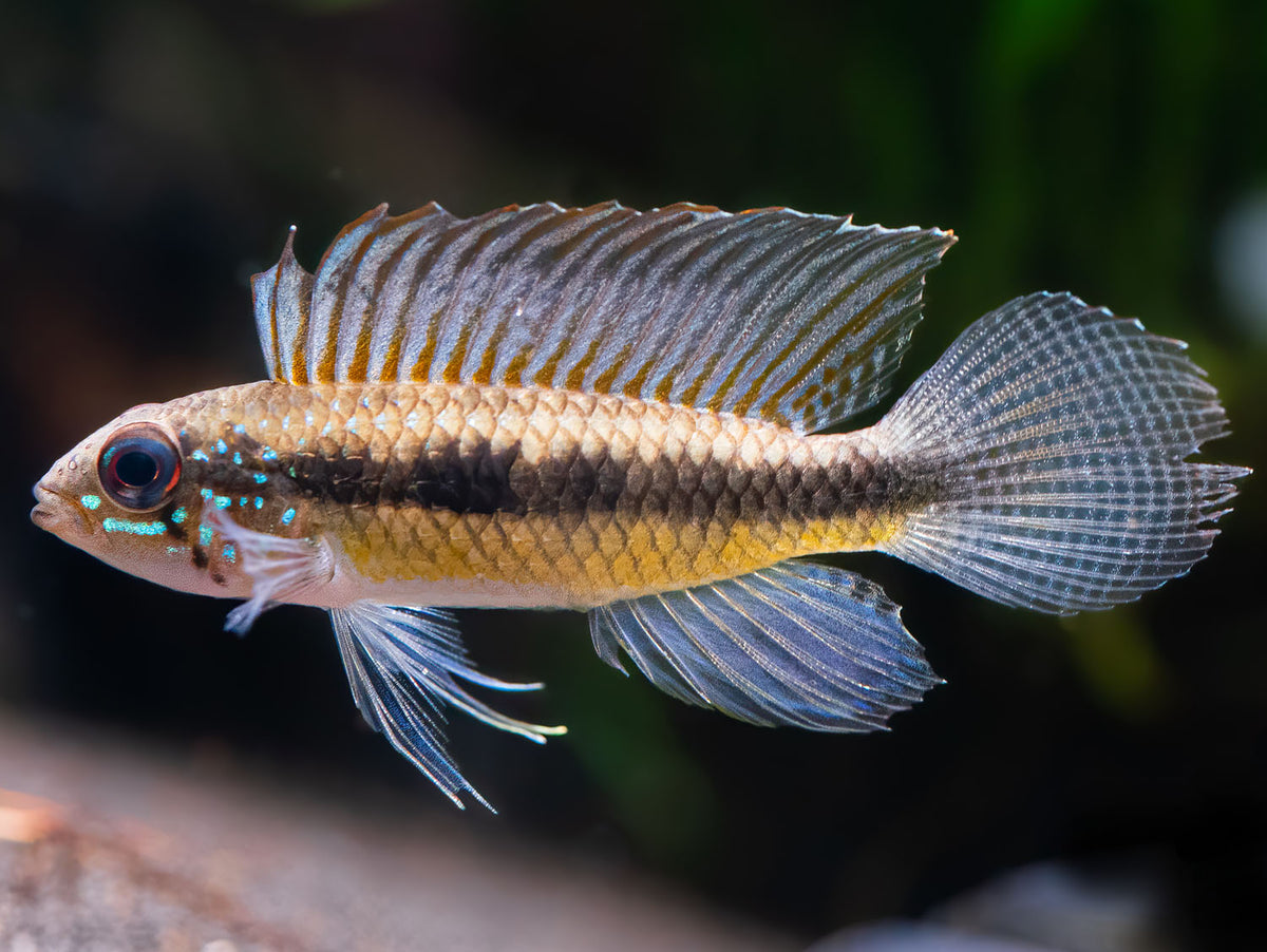 Apistogramma iniridae