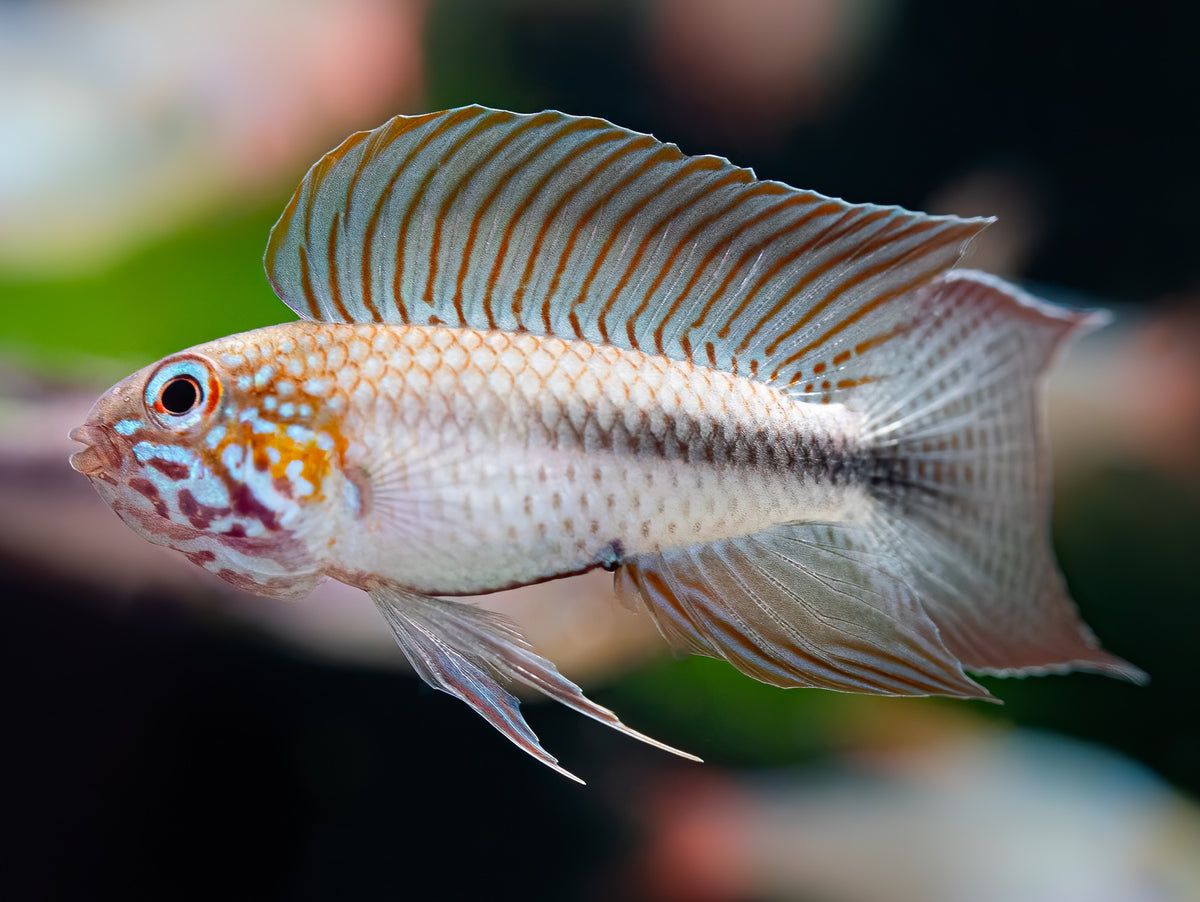 Apistogramma lineata XL