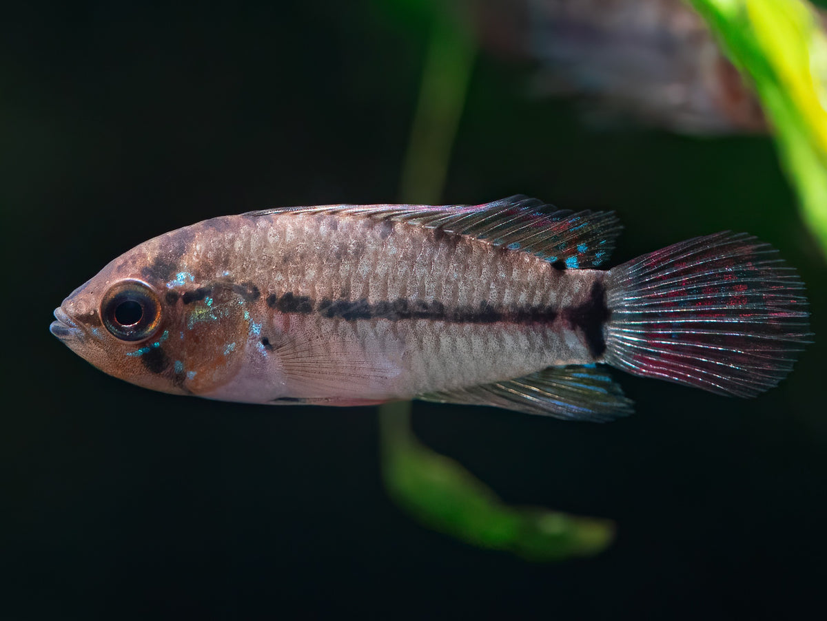 Apistogrammoides pucallpaensis 's'