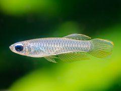 Normans Leuchtaugenfisch