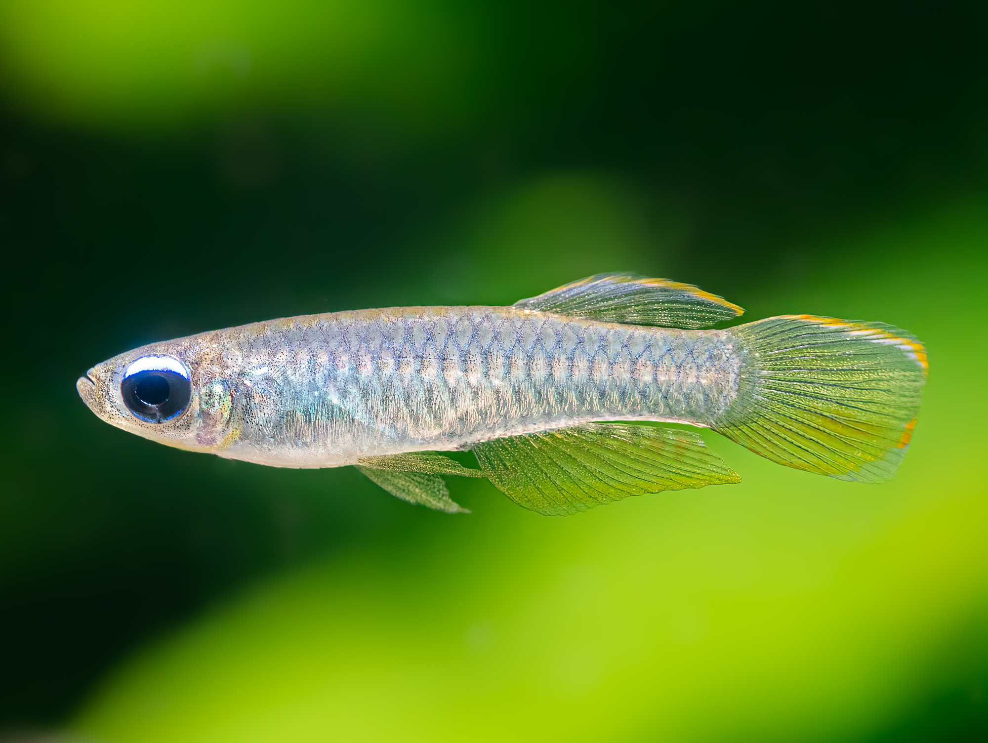 Normans Leuchtaugenfisch