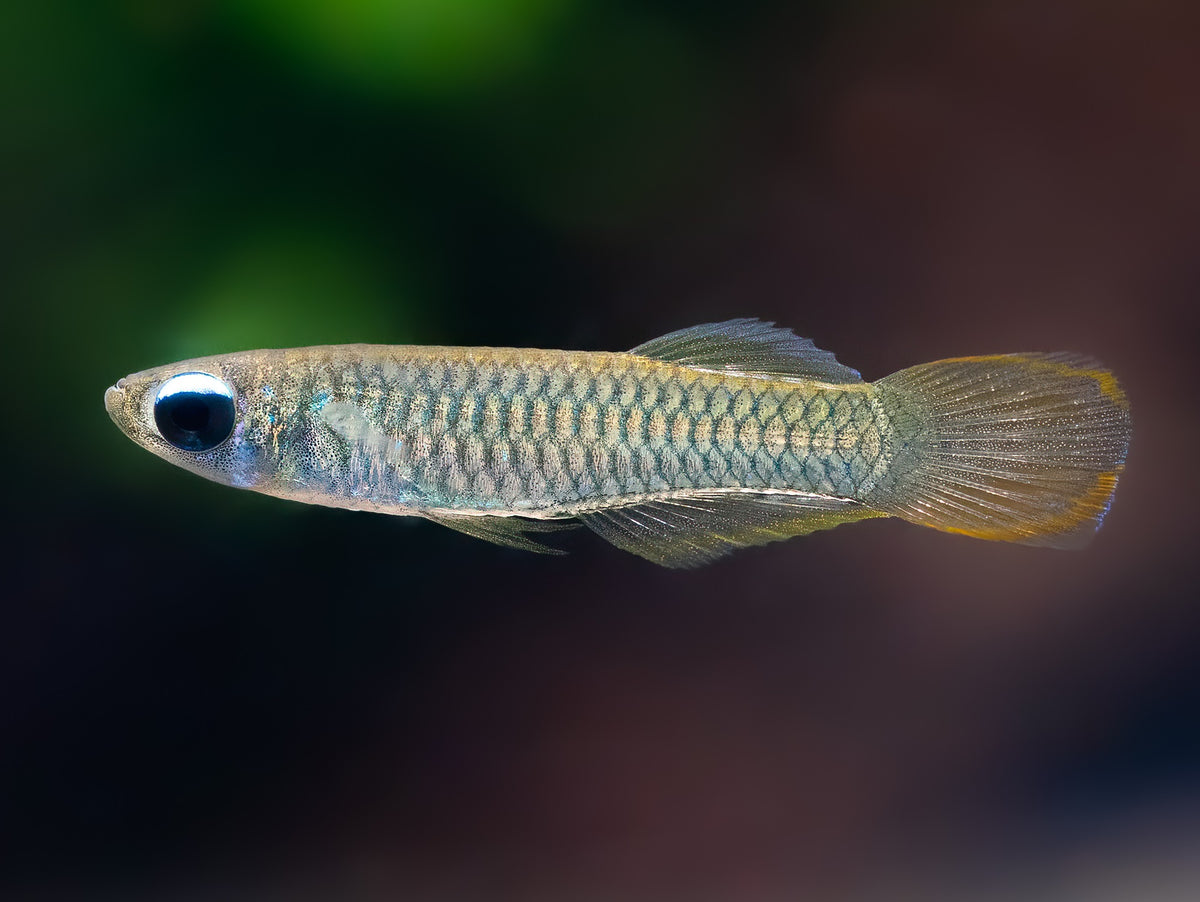 Normans Leuchtaugenfisch